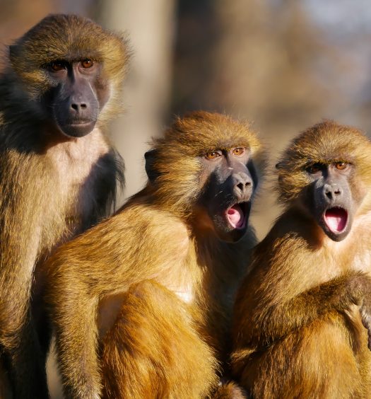 Vorsicht Rückdelegation – Monkey Business vermeiden Hettl