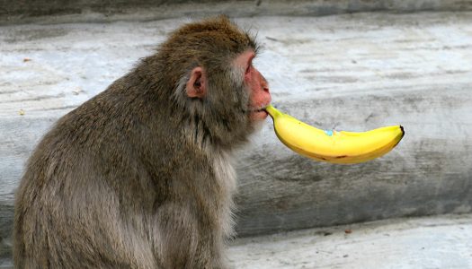 Affen-Bananen-Duschen-Story