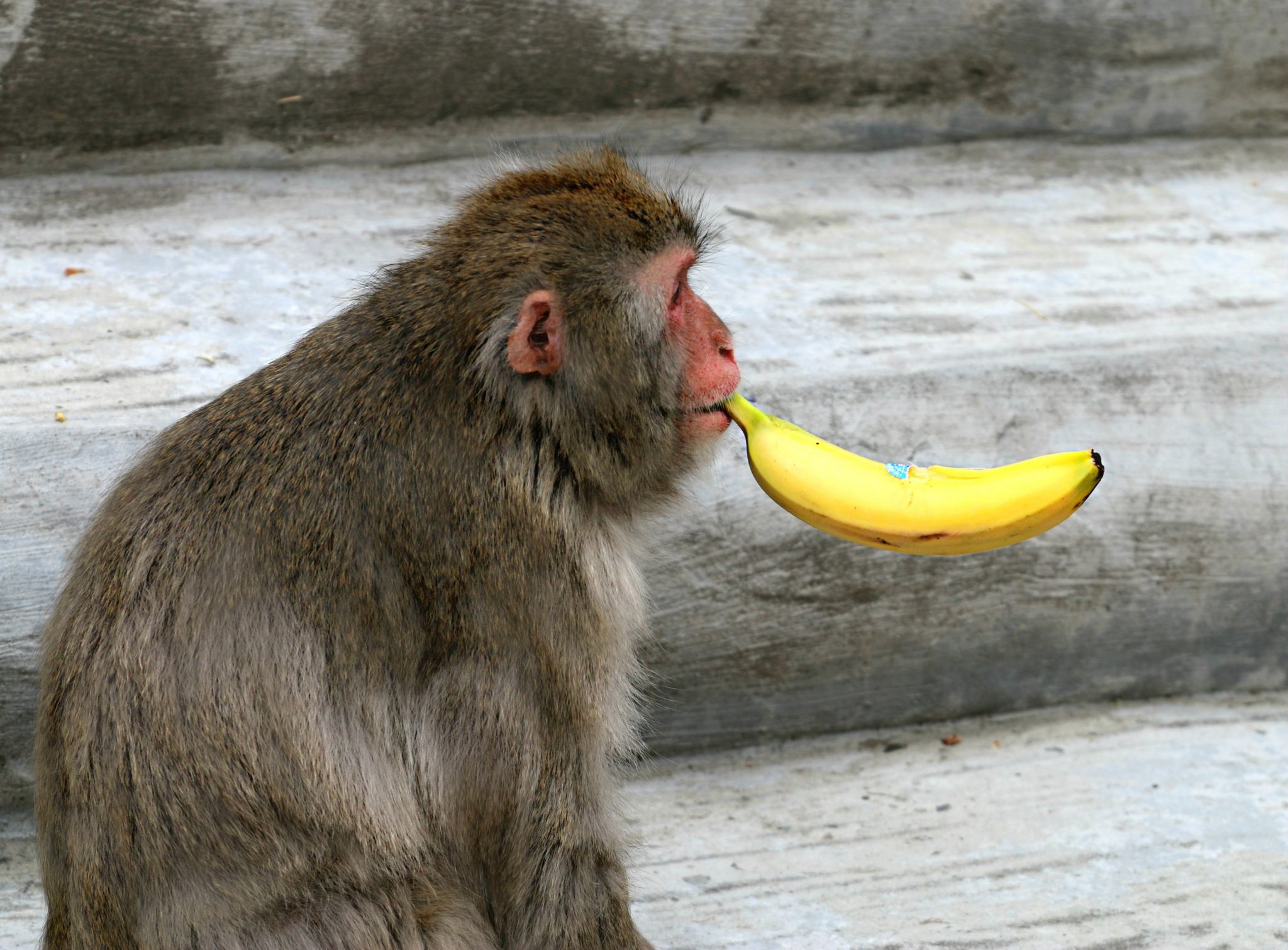 Featured image for “Affen-Banane-Duschen-Story”