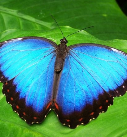 Was-Sie-vom-Schmetterling-lernen-können-Hettl