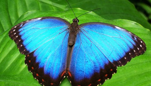 Was Sie vom Schmetterling lernen können